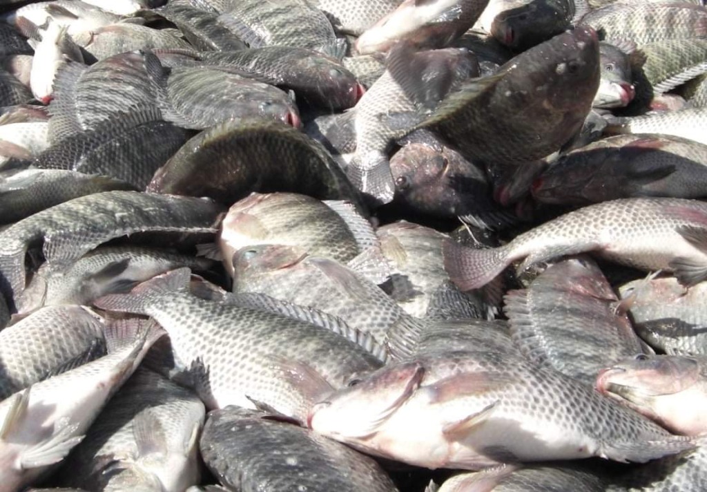 মনোসেক্স তেলাপিয়া কি?