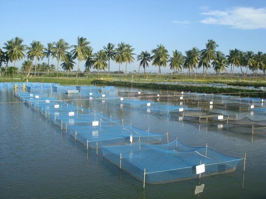 নার্সারি পুকুর প্রস্তুতি